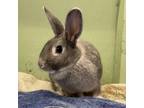 Adopt Lilette a Rex, Chinchilla