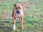 Adopt STELLA a Staffordshire Bull Terrier