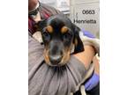 Adopt Henrietta a Hound