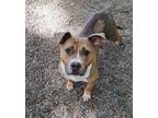 Adopt Lyla a Pit Bull Terrier, Mixed Breed