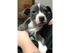 Adopt Candice a Pit Bull Terrier, Mixed Breed