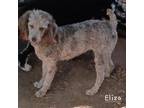 Adopt Eliza a Standard Poodle