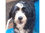 Adopt Chloe 991003001217404 a Bernedoodle, Poodle