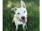 Adopt DYCE a White - with Black American Pit Bull Terrier / Mixed dog in Tucson
