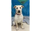 Adopt DOLLY a Labrador Retriever