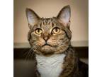 Adopt TINA a Domestic Short Hair