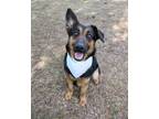 Adopt LOLA a German Shepherd Dog, Mixed Breed