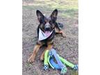 Adopt ZOE a German Shepherd Dog, Mixed Breed