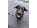 Adopt Junior a Black Shepherd (Unknown Type) / Mixed dog in Elmsford