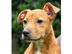 Adopt Pancake a Tan/Yellow/Fawn - with White Black Mouth Cur / Terrier (Unknown