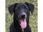 Adopt McKenna a Black - with White Labrador Retriever / Husky / Mixed dog in