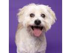 Adopt Dolly a Mixed Breed