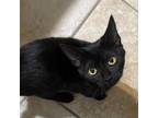 Adopt House Panther a Domestic Long Hair