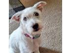 Adopt Olive a Schnauzer