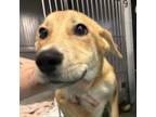 Adopt Plumeria a Golden Retriever, Mixed Breed