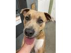 Adopt Benny a Tan/Yellow/Fawn Pit Bull Terrier / Mixed dog in Saint Helens