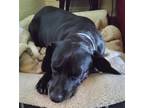 Adopt Skylar - So Cal a Black Dachshund / Labrador Retriever / Mixed dog in Los