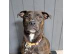 Adopt Chula/ITF a American Staffordshire Terrier, Pit Bull Terrier