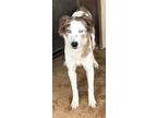 Adopt Suki/luna a Australian Shepherd