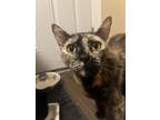 Adopt Gal a Tortoiseshell Domestic Shorthair / Mixed (short coat) cat in