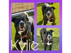 Adopt KYLIE a Pit Bull Terrier