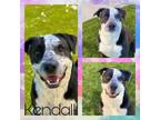Adopt KENDALL a Labrador Retriever, Mixed Breed