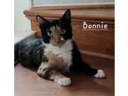 Adopt Bonnie #charming-calico a Calico