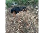 Rottweiler Puppy for sale in Strasburg, CO, USA