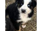 Australian Shepherd Puppy for sale in Valley View, TX, USA