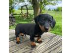 Dachshund Puppy for sale in Windsor, MO, USA