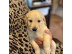 Golden Retriever Puppy for sale in Dallas, GA, USA