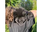 Newfoundland Puppy for sale in Saint Cloud, MN, USA