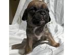 Puggle Puppy for sale in Frazeysburg, OH, USA