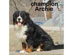 AKC/Champion sired male