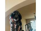 Mutt Puppy for sale in San Antonio, TX, USA