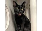 Adopt MIDNIGHT a Domestic Short Hair