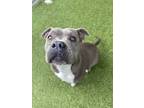 Adopt Ember a Pit Bull Terrier, Mixed Breed