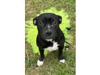 Adopt Wilma a Pit Bull Terrier, Mixed Breed