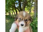 Pembroke Welsh Corgi Puppy for sale in Stillwater, OK, USA