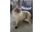 Adopt Lyra a Siamese, Domestic Short Hair