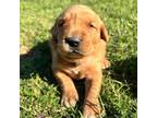 Golden Retriever Puppy for sale in Waco, TX, USA