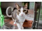 Adopt Stevie Nicks a Domestic Short Hair