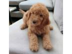 Mutt Puppy for sale in Delphos, OH, USA