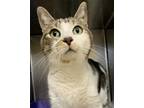 Adopt Babs a Domestic Short Hair