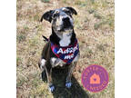 Adopt Virgo a Black Mixed Breed (Large) / Mixed dog in Oklahoma City