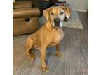 Adopt Vinny a Tan/Yellow/Fawn Great Dane / Mixed dog in Spokane, WA (38772832)