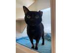Adopt Troi a All Black Domestic Shorthair / Domestic Shorthair / Mixed cat in