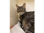 Adopt Katniss a Gray or Blue Domestic Shorthair / Domestic Shorthair / Mixed cat