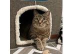 Adopt Sasha a Brown or Chocolate Domestic Shorthair / Domestic Shorthair / Mixed