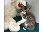 Adopt Duckie a Gray, Blue or Silver Tabby Domestic Shorthair / Mixed (short